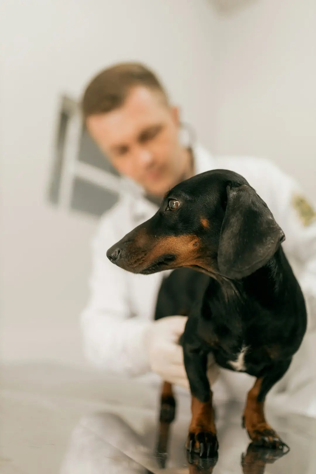 A vet examining a black and tan dachshund on a clinic table