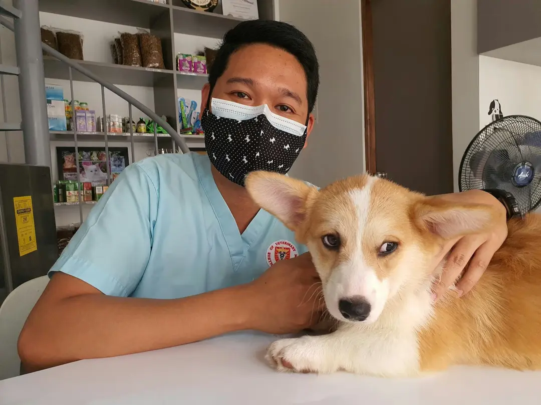 A vet nurse in scrubs and a mask with a corgi puppy on the consult table